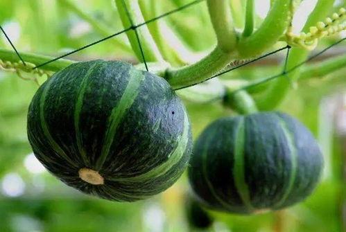 娱乐吃瓜小南瓜微博,微博红人背后的故事与争议”